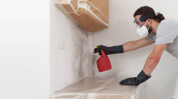 Professional Attic Mold Removal technician working in Traverse City, MI