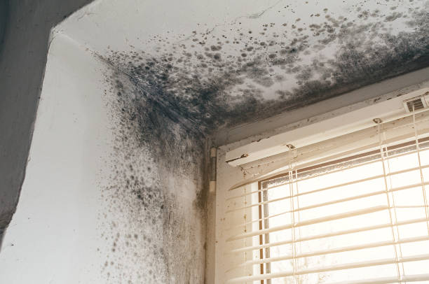 Affordable Attic Mold Removal solutions in Traverse City, MI