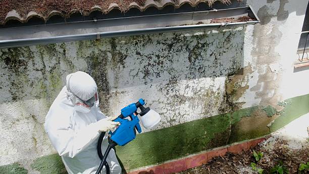 Top rated local Attic Mold Removal specialists in Traverse City, MI